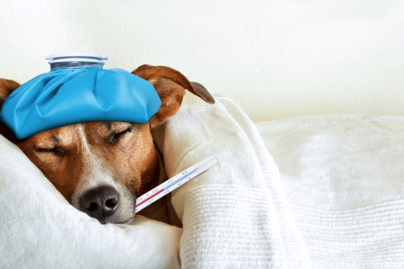 Dog with ice pack and thermometer
