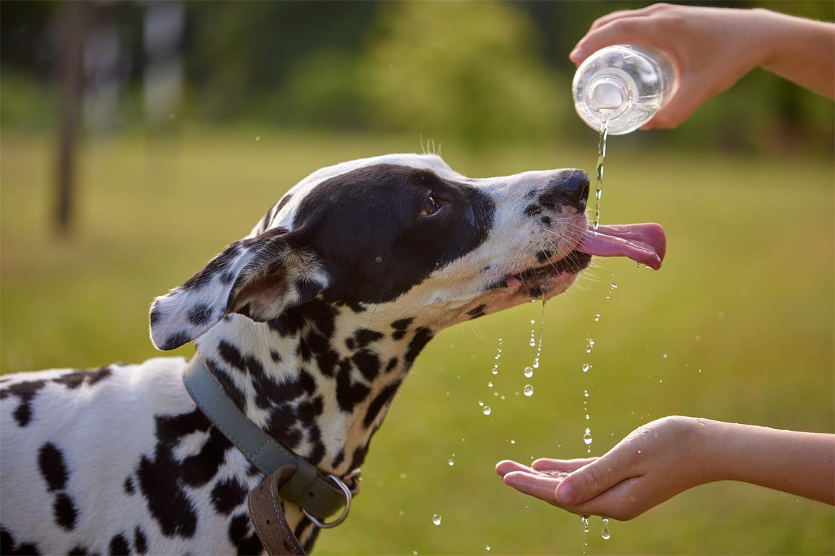 The dog drinks water from a plastic bottle. Pet parent taking care of their dog on a hot sunny day