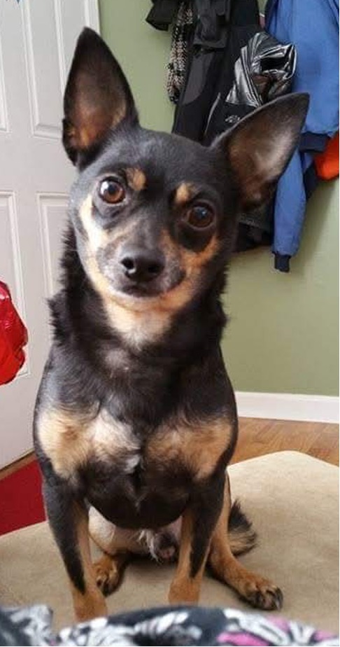 Thor- God of Thunder, an adorable, loving chihuahua