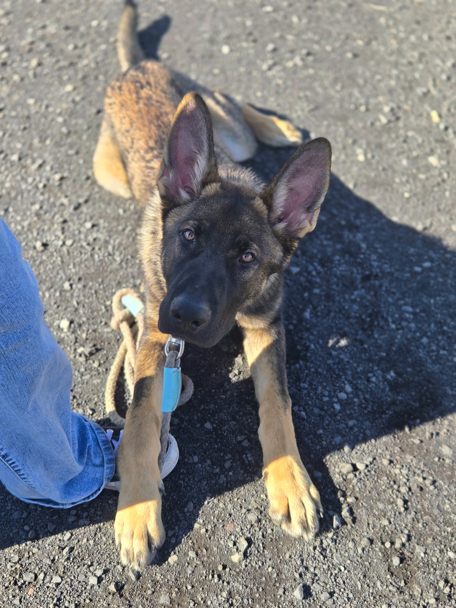 Rex the Czech GSD