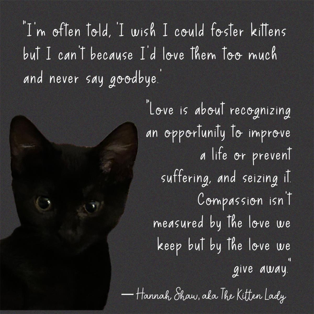 Quote from The Kitten Lady