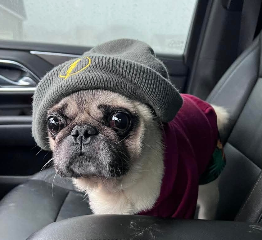 Pickles the pug wearing a gray slouchy beanie and red hoodie after one of his vet appointments 