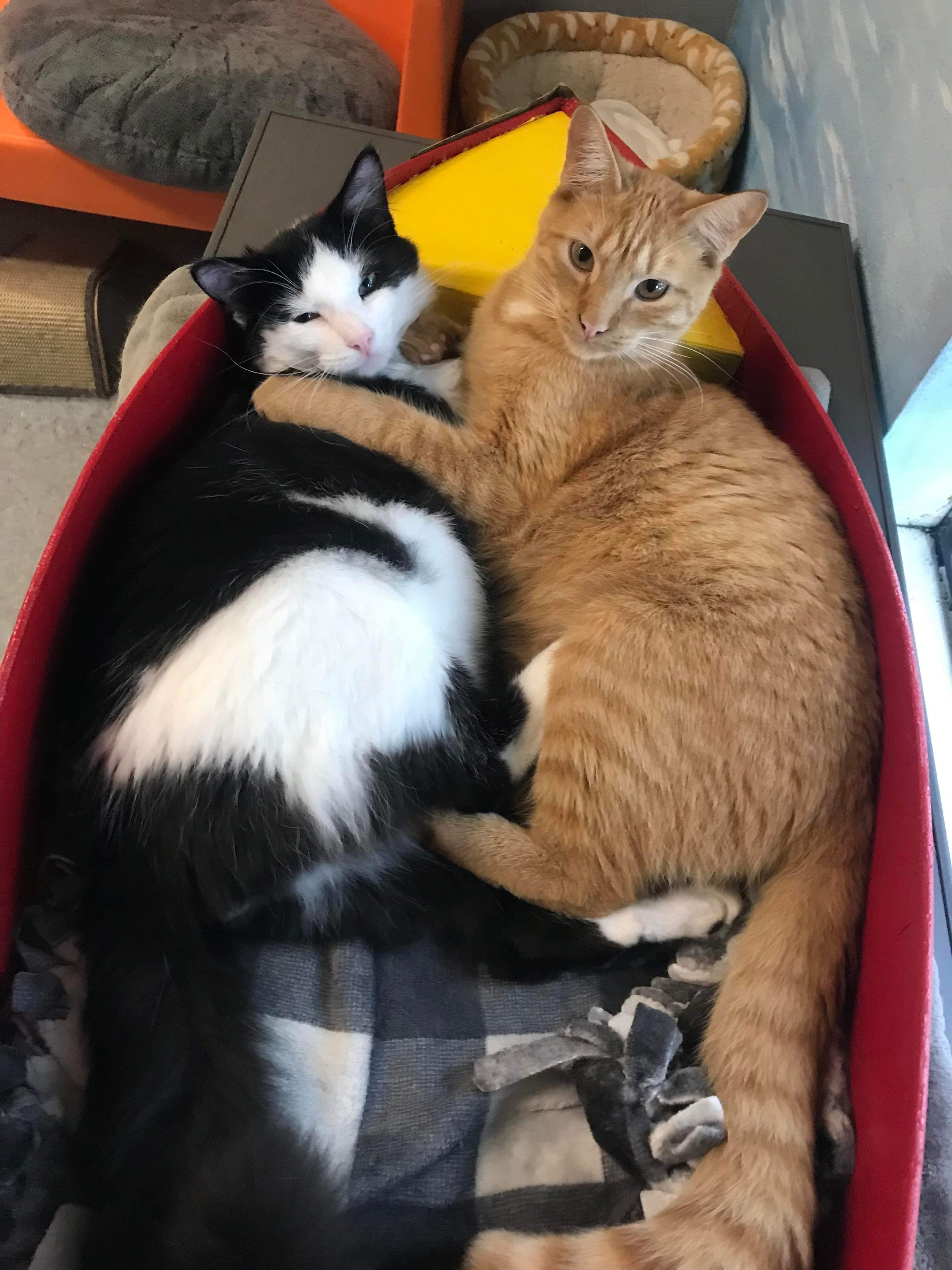 He gets along with 2 other cats