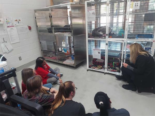 Feline right at home training with cat behavior specialist, Molly Devoss, with volunteers and staff watching