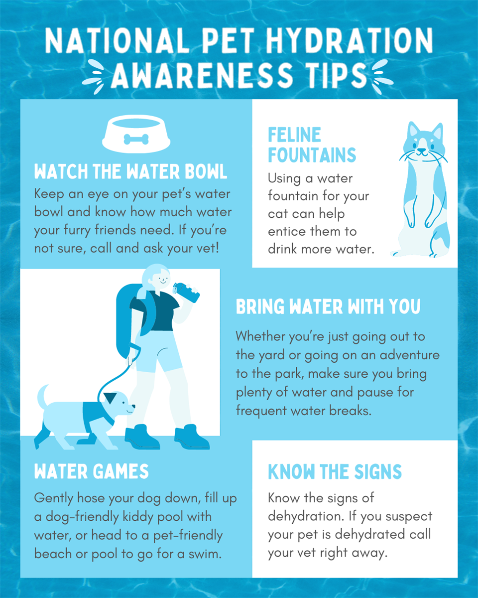 National Pet Hydration Awareness Tips