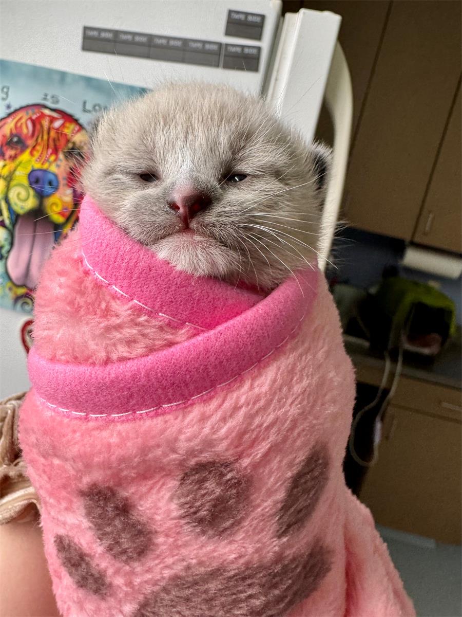 Kitten with eyes not yet opened to the world! 