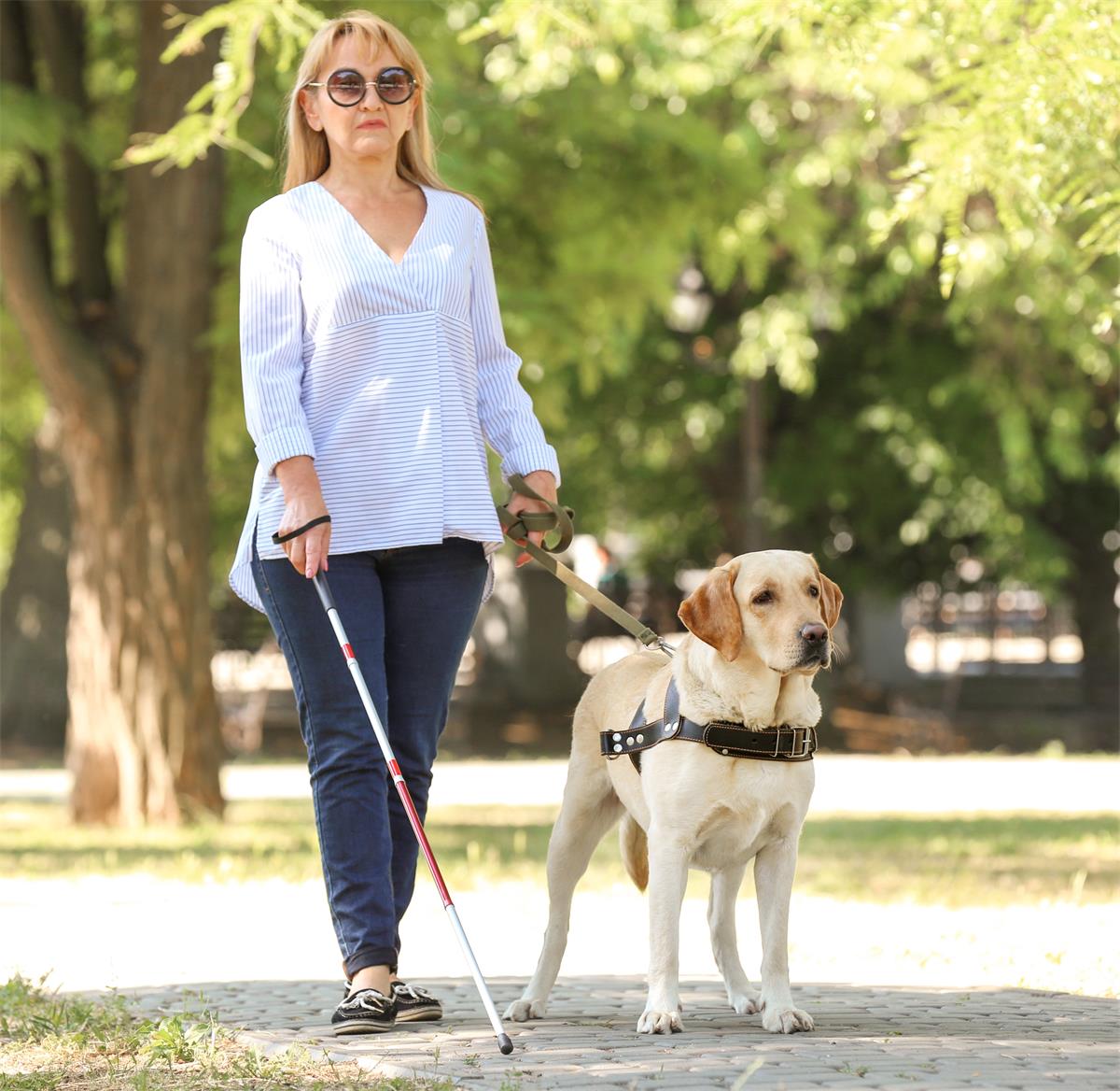 An assistance dog leading their blind human
