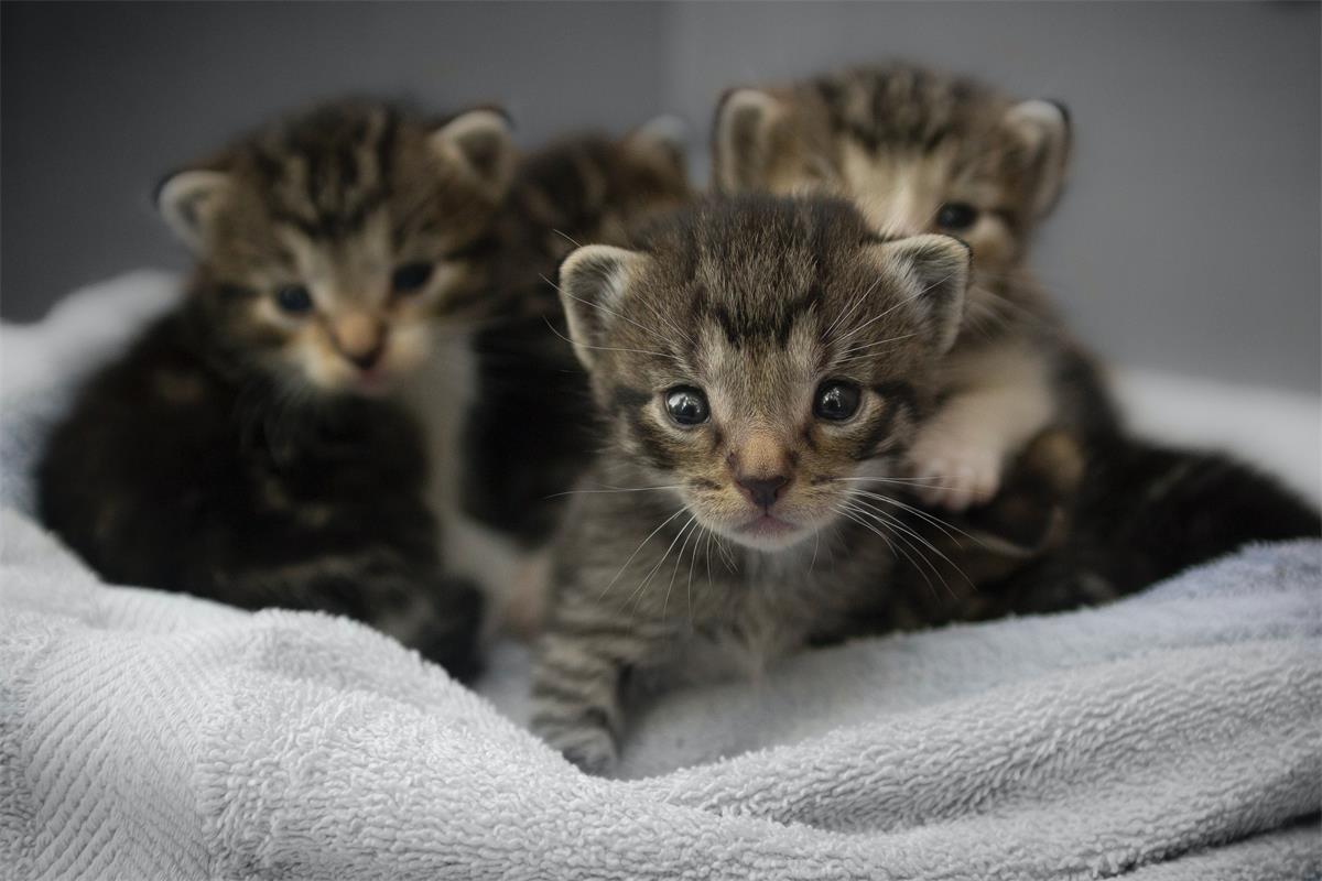 Four young gray tabby kittens cuddled together on white towel