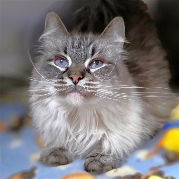 Long haired silver tabby cat with striking blue eyes.