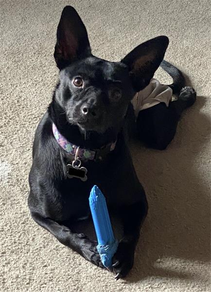 Oreo, our special needs dog.