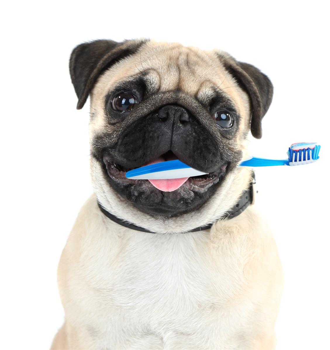 Tooth brush dog and his tooth brush