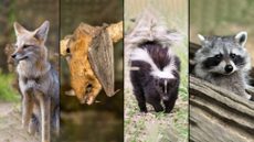 In the United States, rabies is mostly found in wild animals like bats, raccoons, skunks, and foxes. 