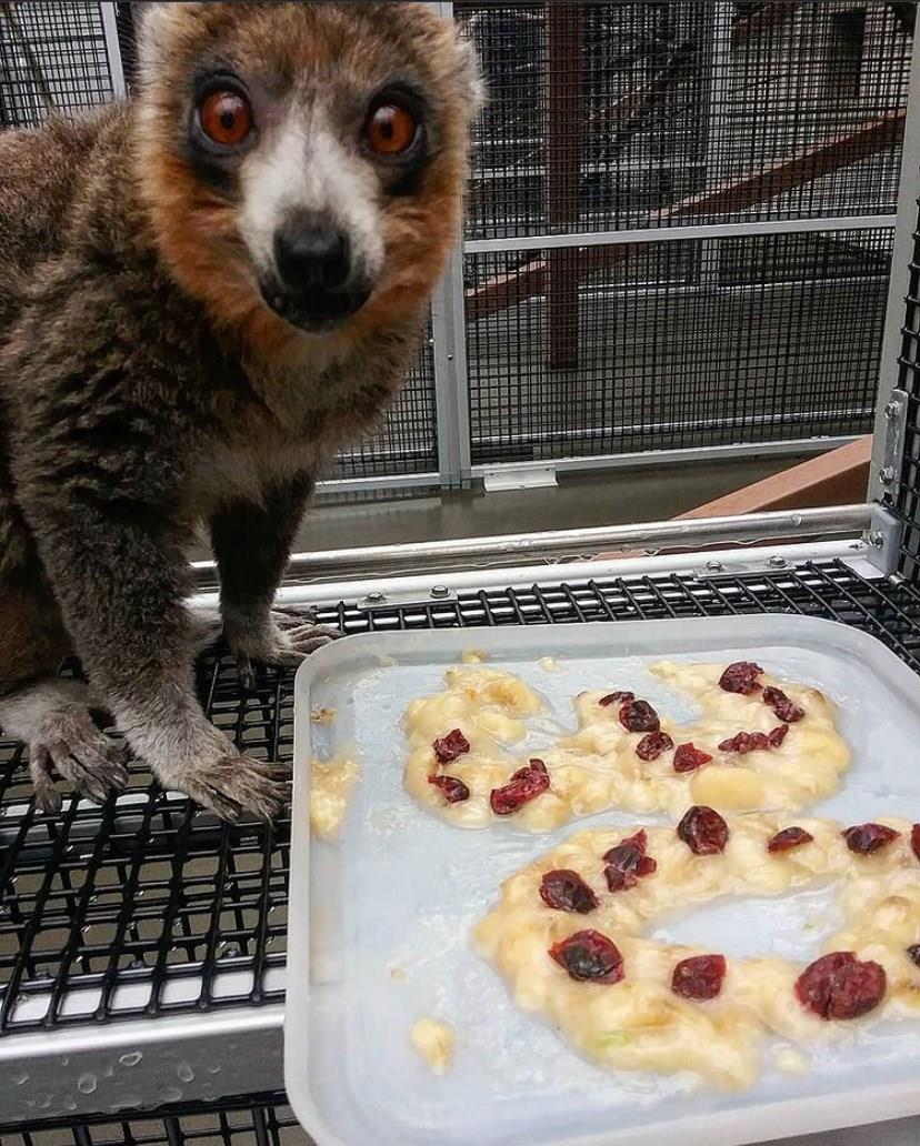 Outdoor enclosures at the Duke Lemur Center