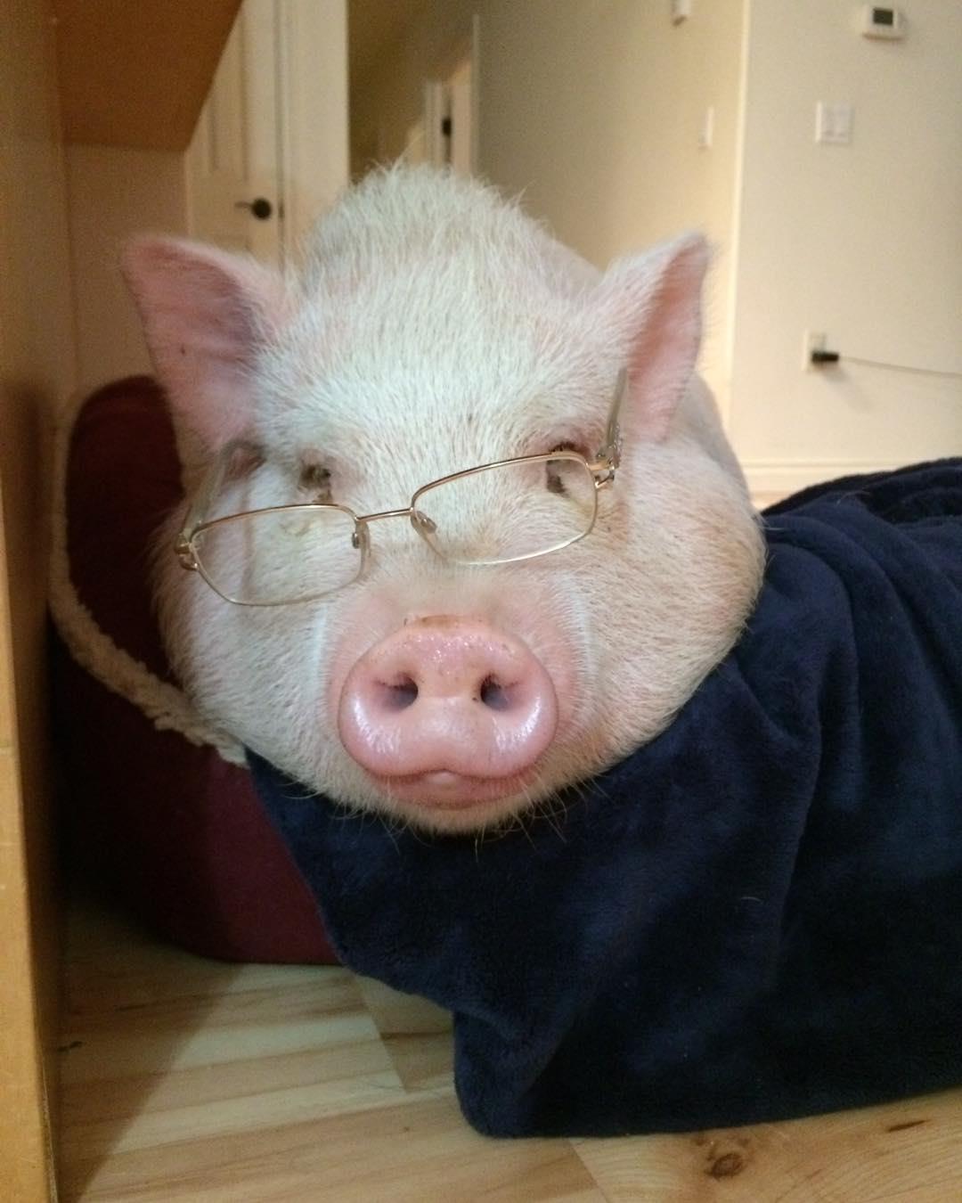 Debunking Myths About Mini Pigs & Their Size | Animal Welfare Professionals