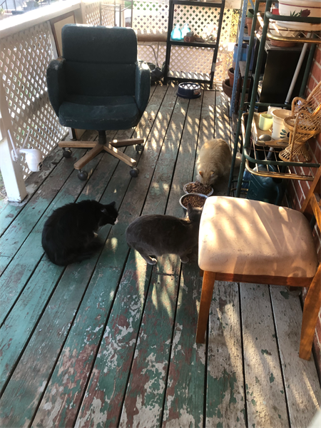 cats on porch