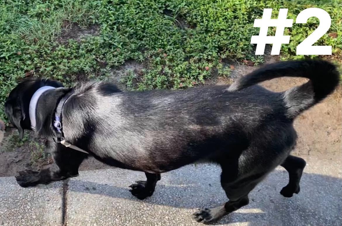 BEFORE and AFTER Kennel Stress in Large "Behavior" Dog Animal