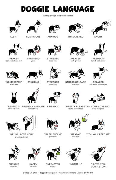 Dog Language