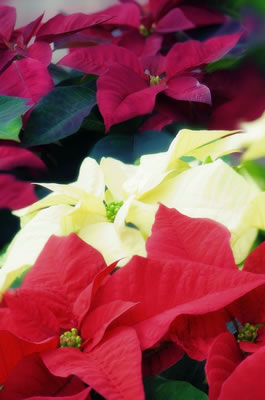 Holiday poinsettias and decor