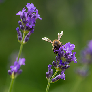 photo of a honey bee on lavender