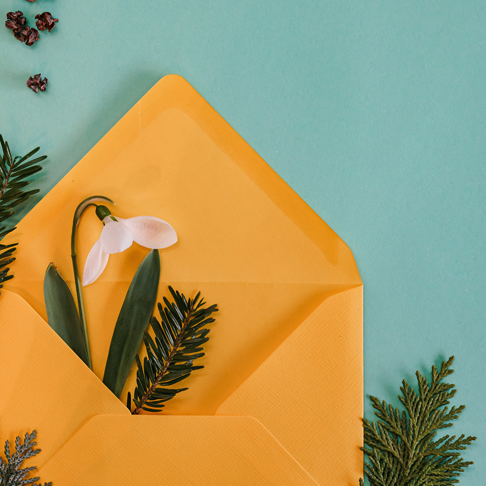 photo of an envelope with a pine branch in it
