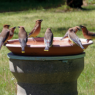 photo of bohemian waxwings in a bird bath