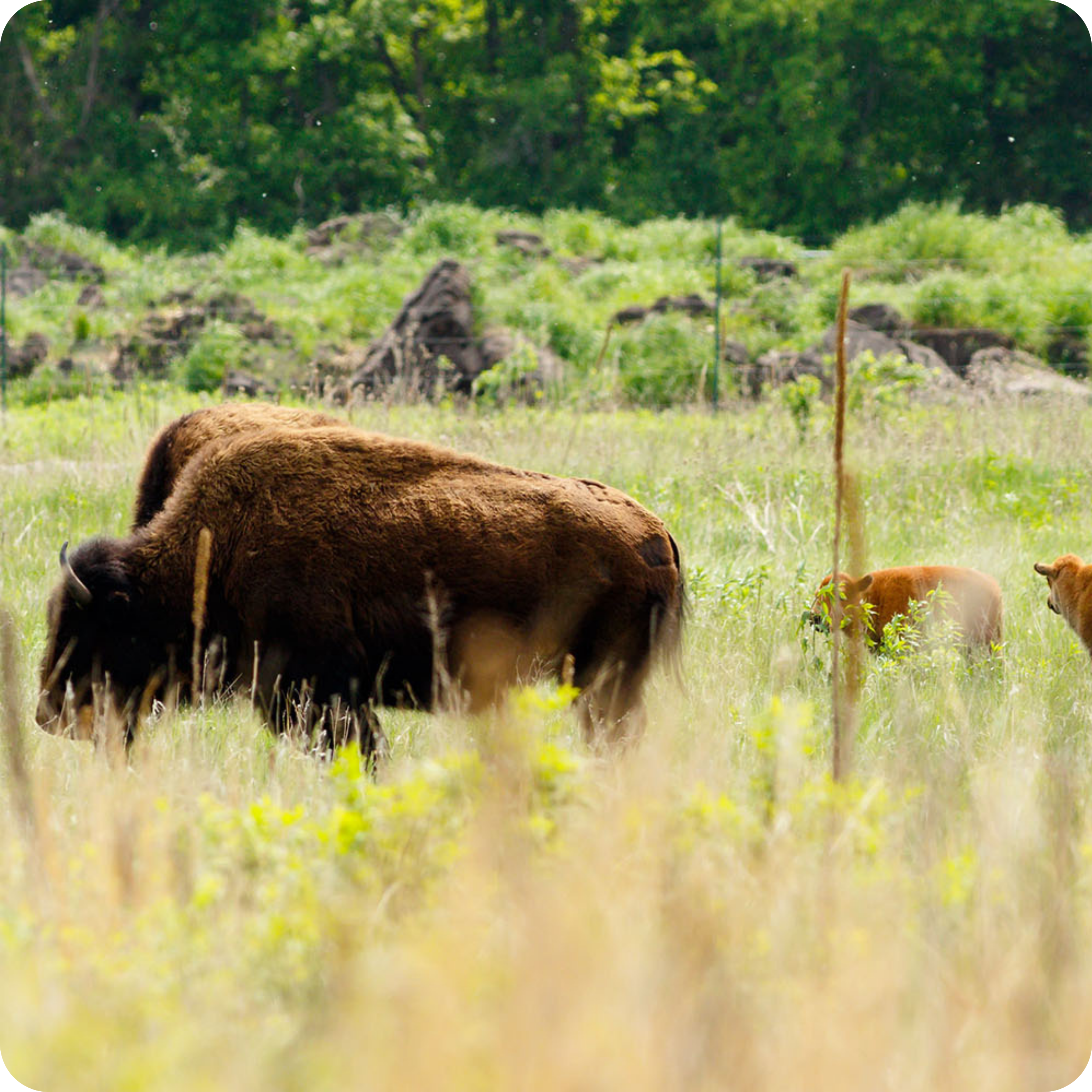 A bison grazing in a lush, green field with trees and rocks in the background. A smaller animal is partially visible nearby.