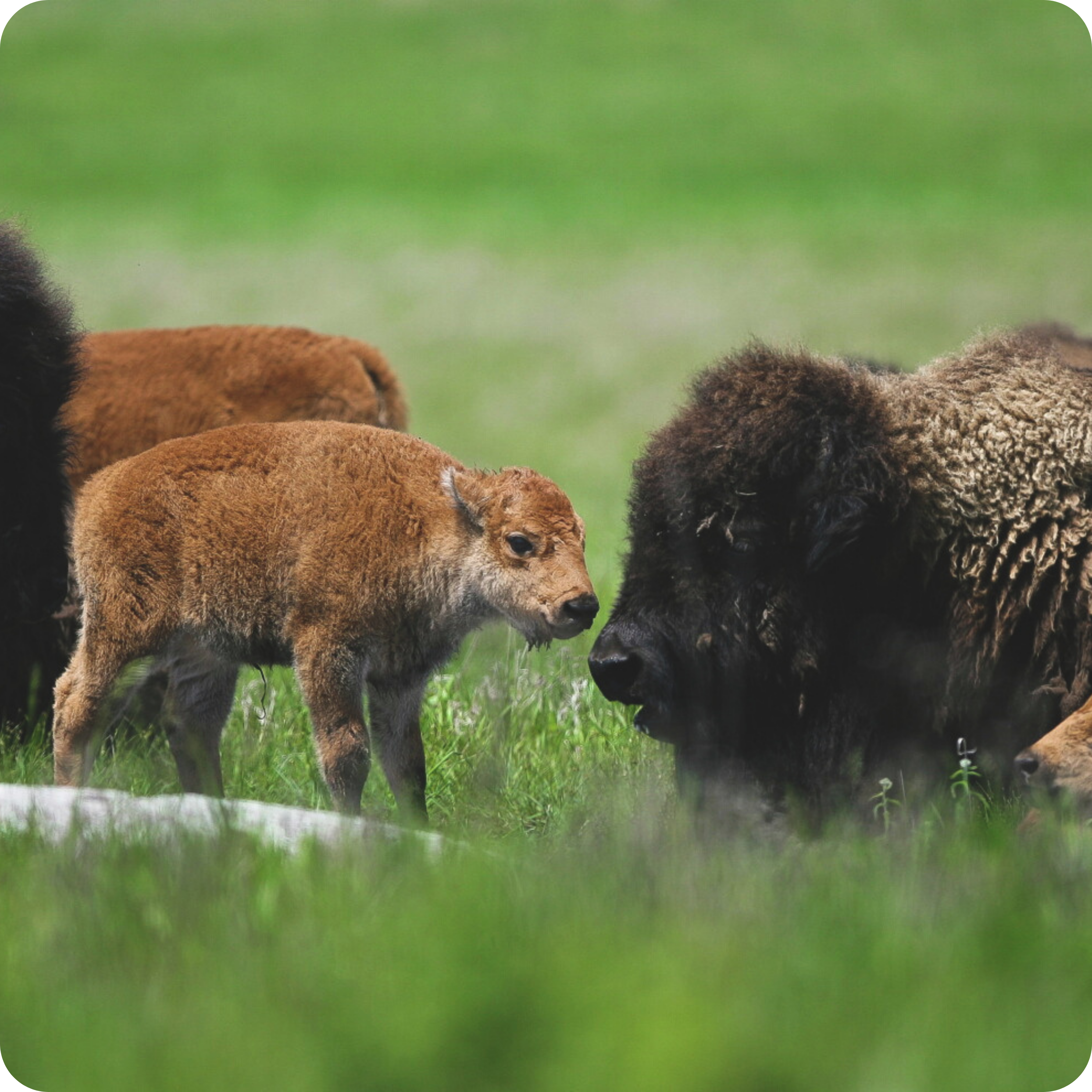 A bison calf stands near an adult bison lying in a field of lush green grass. Another calf is partially visible in the background. The setting is serene and natural.