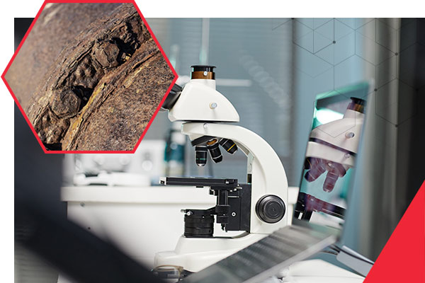 Senior Corrosion Technologist Certification