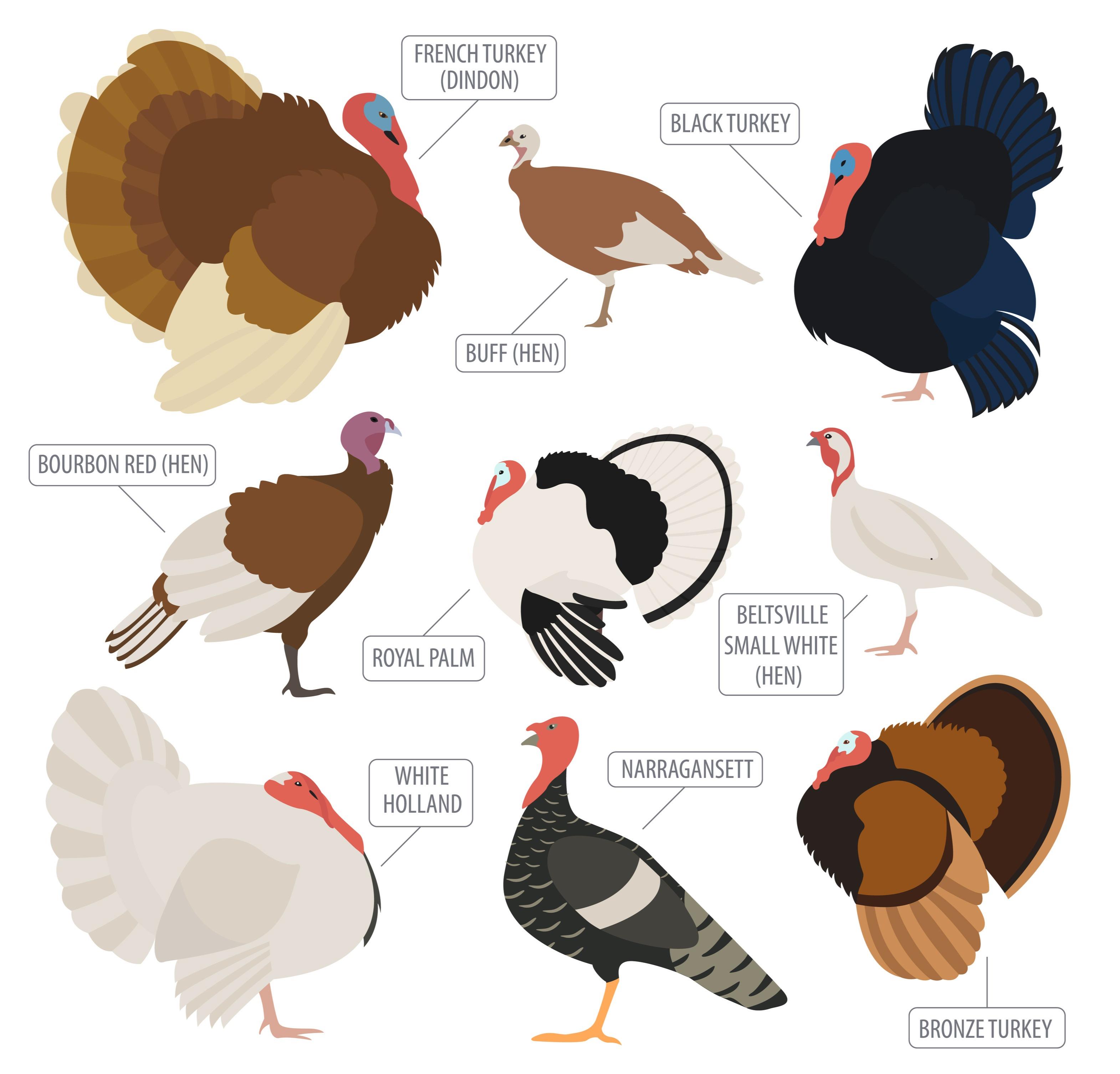Turkey Bird Types