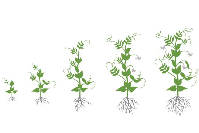 plants growing