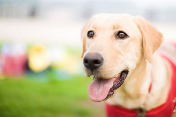 service dog