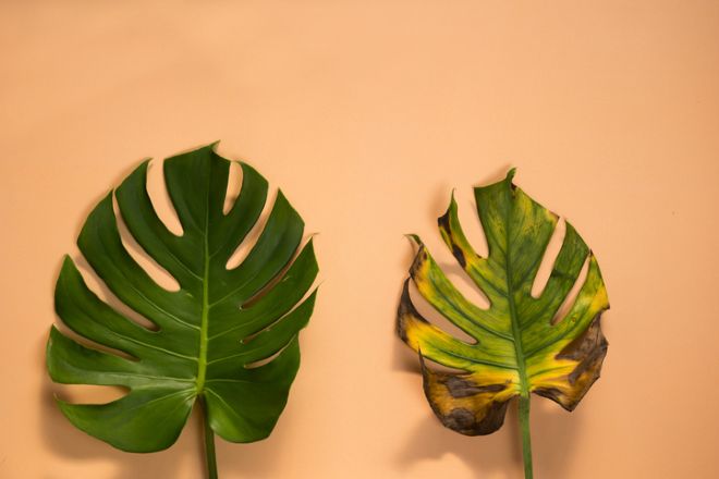 cheese plant one green one browning