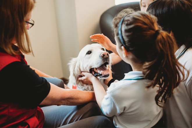 Therapy dog