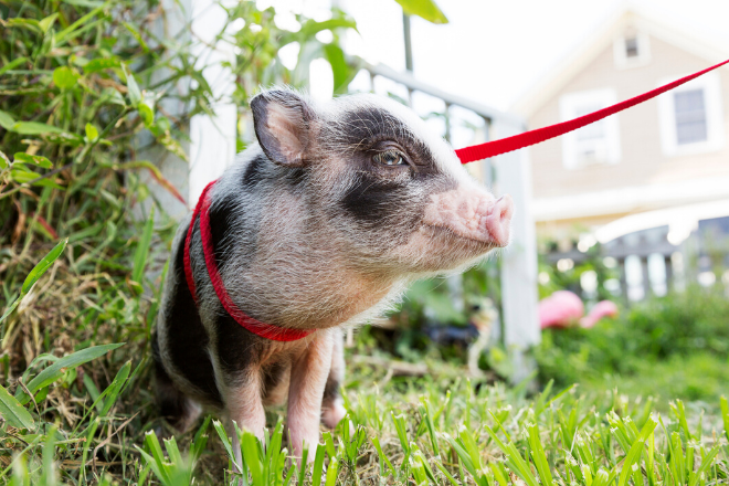 Emotional Support Pig