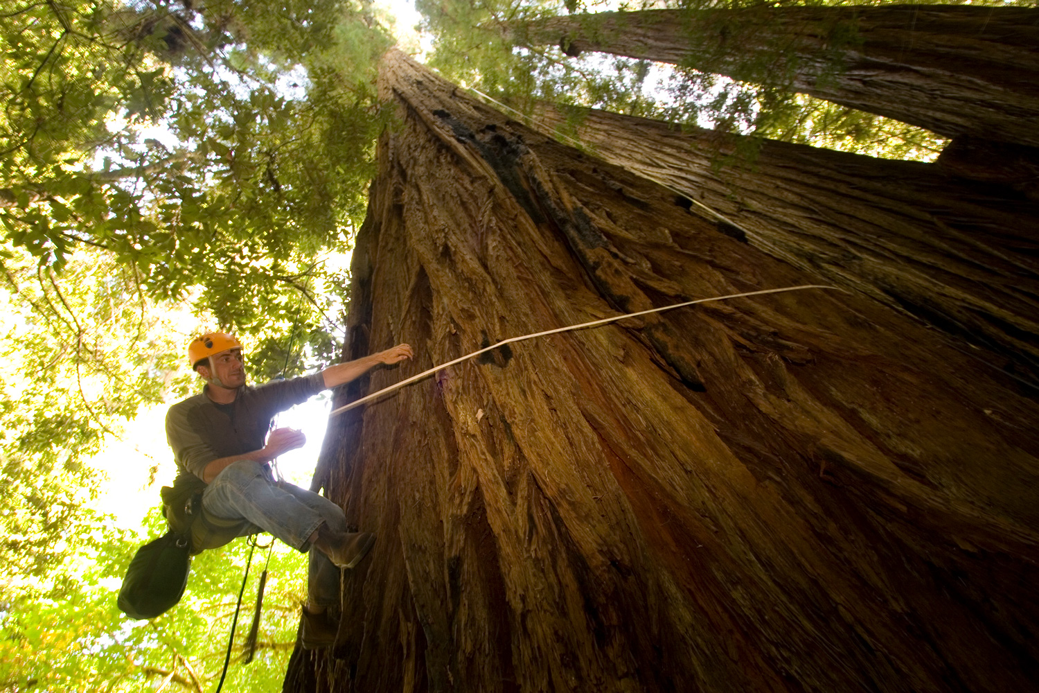 A biologist measures the circumference of a giant redwood tree in California.