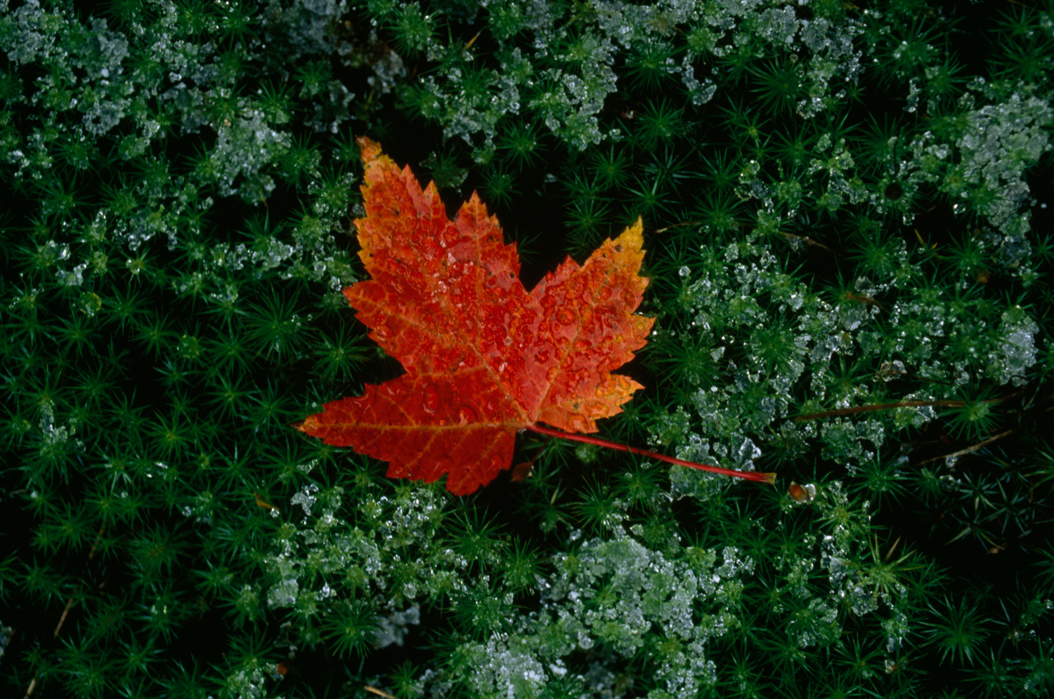 A red-orange maple leaf rests on a bed of deep green moss covered in dew.