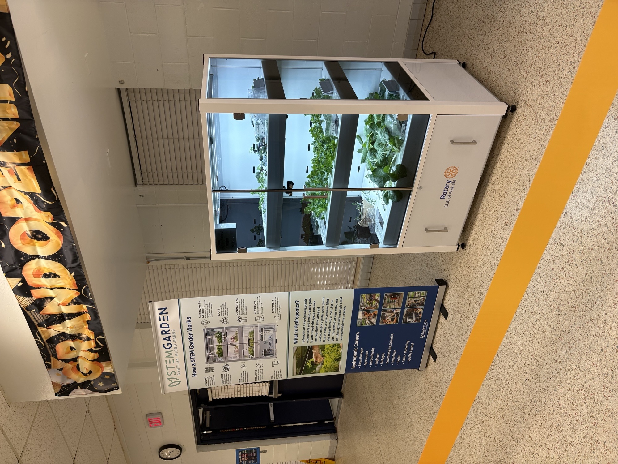 A hydroponic garden in a school cafeteria.