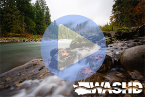 Play Icon for WASHD Video