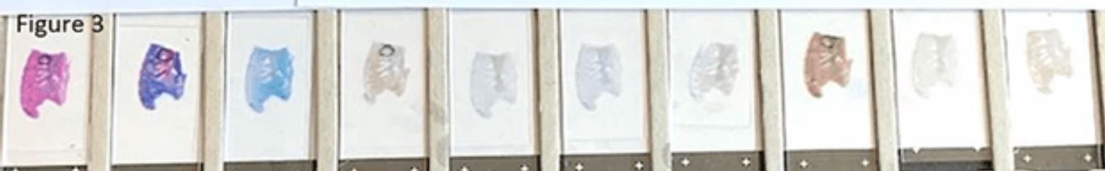 Histology Highlights of 2020