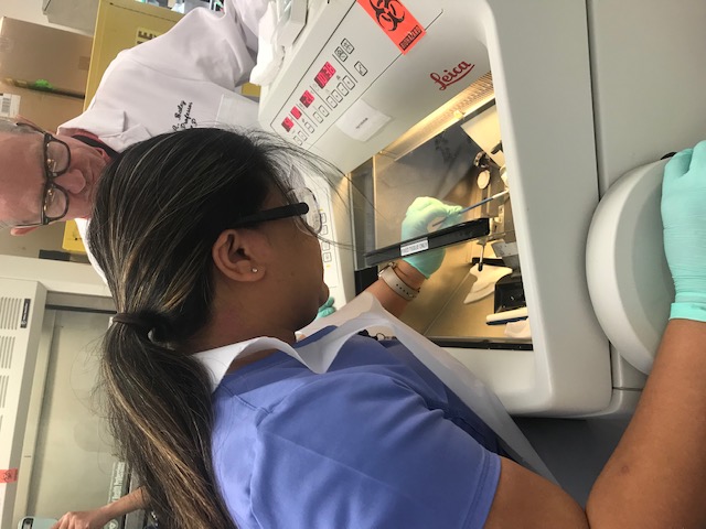Histology Student Works at a Cryostat
