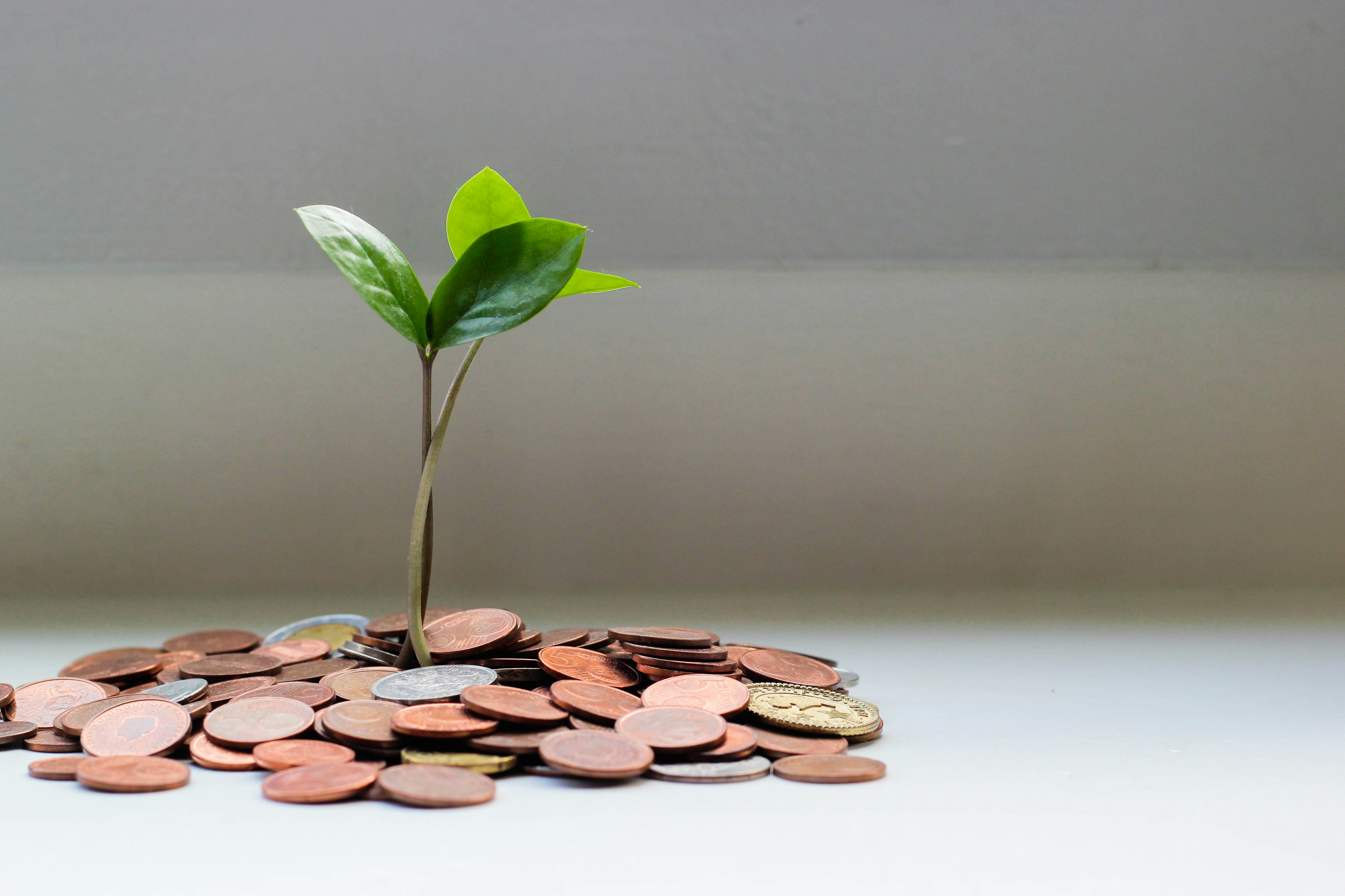 Plant sprouting from coins