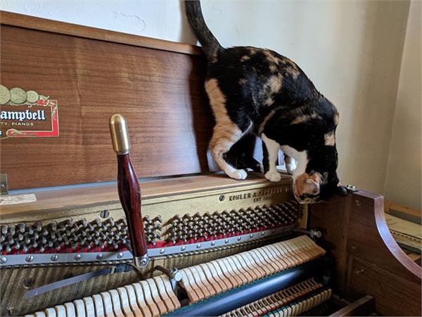 Cat inspecting piano