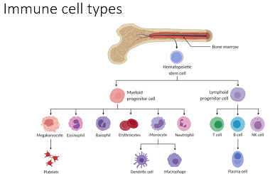 ImmuneCells.png