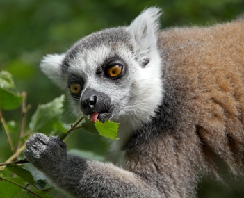 Lemur