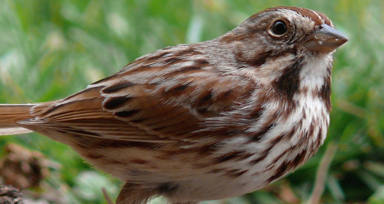 Song_Sparrow-27527-2 crop.jpg