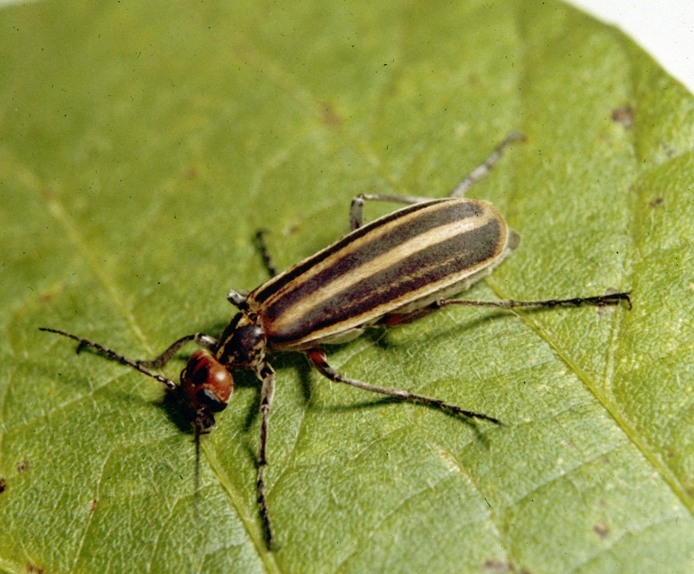 1435047-LGPT cropped.jpg