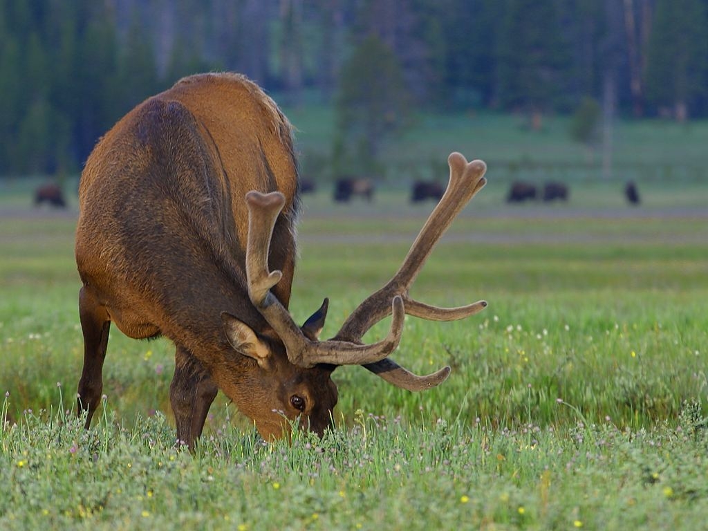Elk.jpg