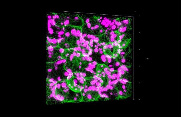 Pink and green microscope image 