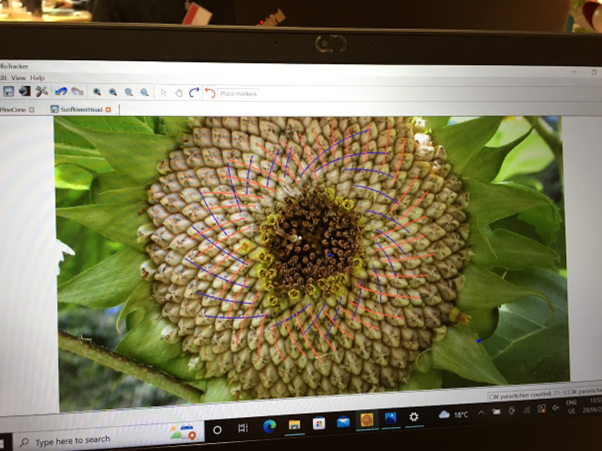 Sunflower seeds in concentric pattern 
