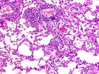 12 week old Sprague Dawley rats males and females